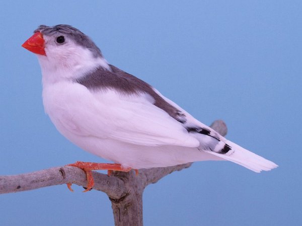 Gekuift getekend grijs P1242694